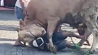 Sapi qurban ngamuk