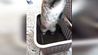 Funniest Cats And Dogs Videos 6