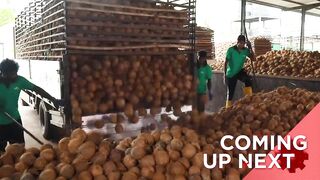 Harvesting the Most Delicious Coconut Oil in the World _ Exotic Fruit Plantation