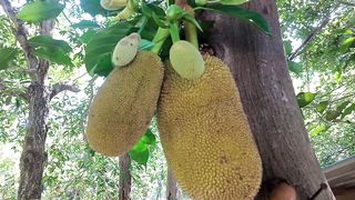 Jackfruit, the food in the future