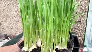 growing GARLIC for stir fry noodles ????????เพาะกระเทียมกินใบ????????????