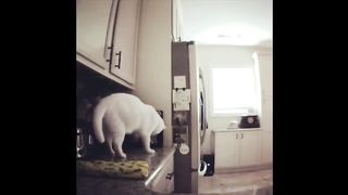 Cats Who DESTROY (A compilation)