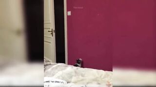 Dog and Cat Reaction to Laser Pointers - Funny Animal Reaction Videos