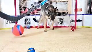 Dog Goalie ????????