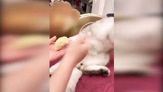 Funny Cats Reaction To Smelling Durian-Cute and Funny Cat Videos Compilation #08 2