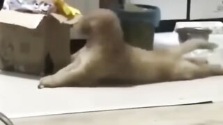 Cute and funny animals video compilation part -1