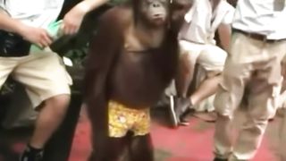 Cute and funny animals video compilation part- 4