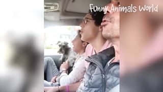 Funny Dogs And Cats Videos 2023 ???????? - Best Animal Videos Of The Month ???? #4 3