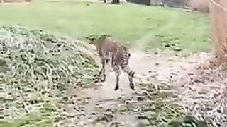 THE CHEETAH IS OUT NOW