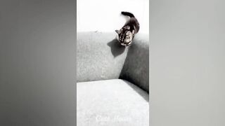 Funniest Animals 2023 ???? New Funny Cats and Dogs ???????? Part 8