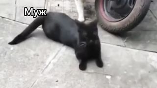 Funny video