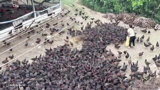 Prepare to warm the chicks, take care of large flocks of chickens