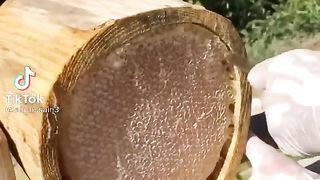 Harvesting honey