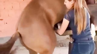 Animal ( cheval ????)