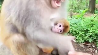 monkey with child
