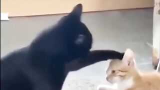 Never get distracted in a fight