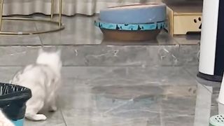 The cats are playing around