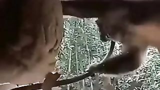 monkey and bees
