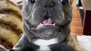 funny animals #shorts