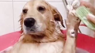 Wasching dog
