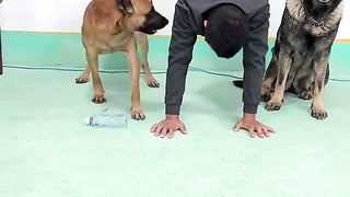 Pets dogs are source of recreation for every one.