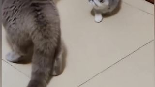 Cat is funny 1