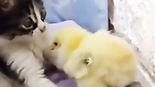???? Les plus beaux chatons du monde ! ???? Vidéo drôle avec des chats et des chatons ! ????