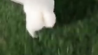 Funny Cat Song 2023