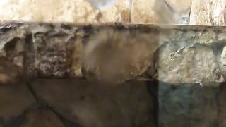 Funny video snake ????