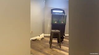 Funniest Animals 2023 ???? New Funny Cats video make your TOUGH TIMES EASIER ????