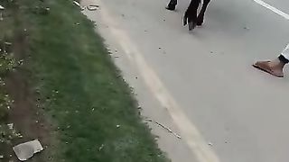 ???? cow for Eid UL Adha 2023