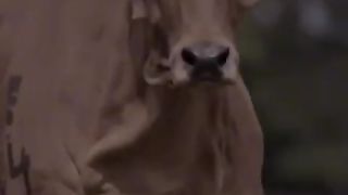 Wow what a buffalo