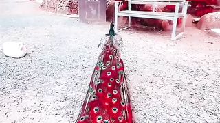 Peacock 3