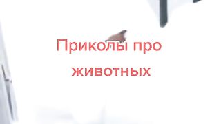 Приколи 182