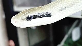 Cauliflower snake