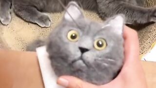 ????Funny Cats compilation????.mp4