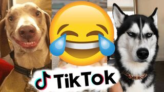 funniest animal videos????tiktok????best compilation