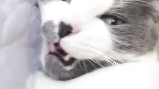 Funny & Cute Cats Compilation (TikTok) #shorts ????.mp4