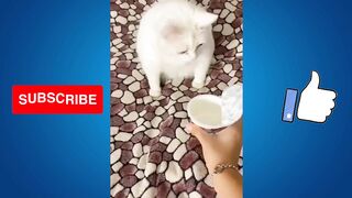 FUNNY ANIMMAL