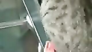 Amazing Cats????Funny Fail ops Moments Viral Clips