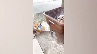 Best funny animals video of the year 2022