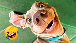 Pet funny #tik tok