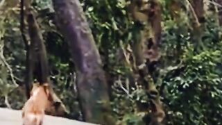 The new modern monkey king ????
