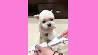 Cute Dog Video