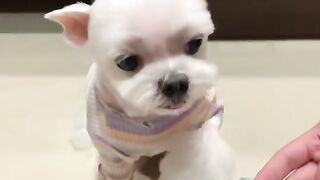 Cute Dog Video