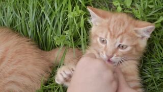 Cute kitten