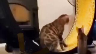 Funny cat