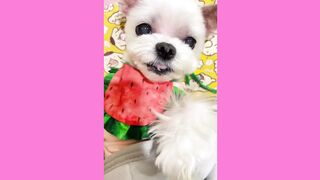 Cute Dog
