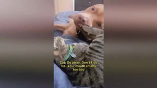 Hilarious pet videos funny animal videos