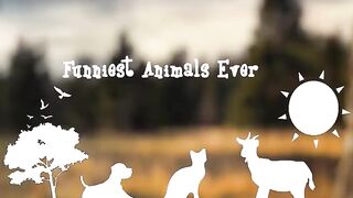 Funniest Animals videos